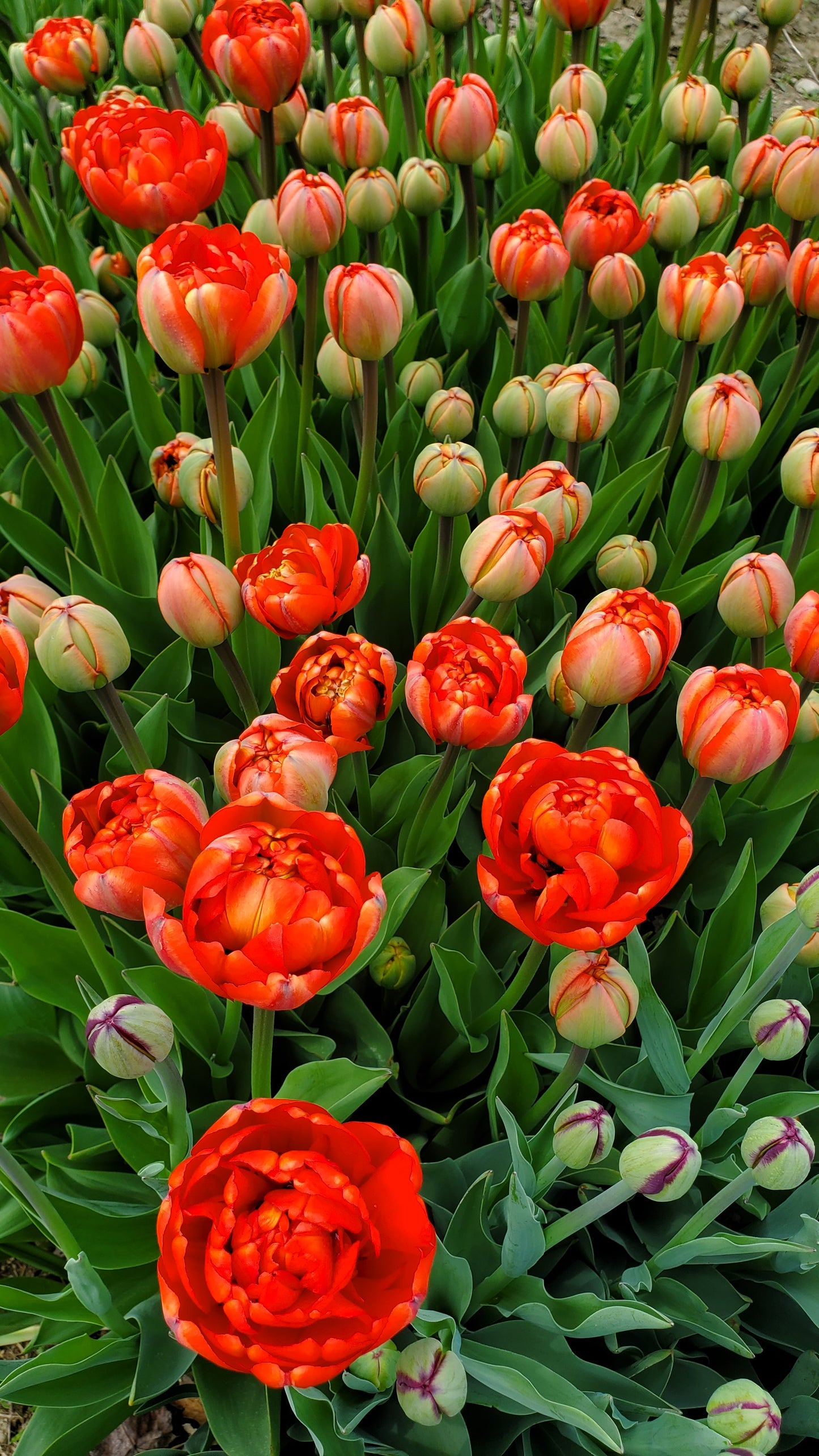 Tulip Tokens