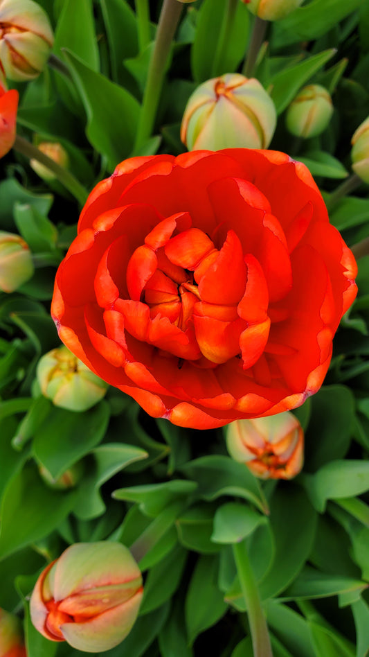 Tulip Miranda