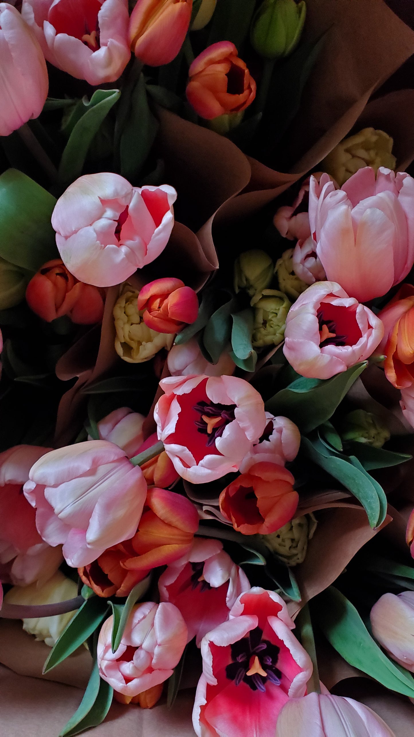 Spring Tulip CSA Share 2023